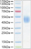 Recombinant Mouse CD24 Protein (RPCB1284)