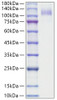 Recombinant Human SR-B3/CD36 Protein (RPCB1292)