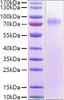 Recombinant Human LILRA1/LIR-6/CD85i Protein (RPCB1293)