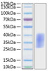 Recombinant Mouse PD-1/PDCD1/CD279 Protein (RPCB1296)