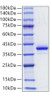 Recombinant Human CD81 Protein (RPCB1297)