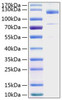 Recombinant Human Thrombospondin-1/THBS1 Protein (RPCB1302)