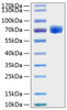 Recombinant Human EphA7/EHK-3 Protein (RPCB1304)