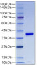 Recombinant Mouse IGF-I Protein (RPCB1305)