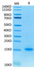 Recombinant Cynomolgus CD3 epsilon/CD3E Protein (RPCB1307)