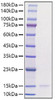 Recombinant Human CCL3/MIP-1 alpha Protein (RPCB1308)