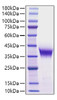 Recombinant Human/Mouse FGF-8B Protein (RPCB1309)