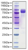Recombinant Rat DAF/CD55 Protein (RPCB1312)