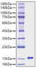 Recombinant Rat Leptin/LEP Protein (RPCB1313)