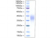 Recombinant Rat Leukemia inhibitory factor/LIF Protein (RPCB1314)