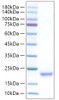 Recombinant Human IFN-alpha I/IFN17 Protein (RPCB1320)