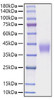 Recombinant Mouse B7-H3/CD276 Protein (RPCB1322)