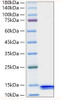 Recombinant Human CCL8/MCP-2 Protein (RPCB1328)
