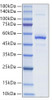 Recombinant Mouse TNFSF13B/BAFF/CD257 Protein (RPCB1329)