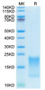 Recombinant Cynomolgus TNFRSF13C/BAFFR/CD268 Protein (RPCB1344)