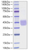 Recombinant Human SLAMF5/CD84 Protein (RPCB1377)