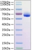 Recombinant Human CLM-9/CD300g Protein (RPCB1396)