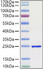 Recombinant Human FGF-3 Protein (RPCB1416)