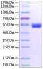 Recombinant Mouse TNFRSF18/GITR/CD357 Protein (RPCB1432)