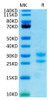 Recombinant Cynomolgus IL-17A/CTLA-8 Protein (RPCB1436)