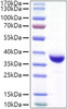 Recombinant SARS-CoV-2 Spike RBD(Lambda/C.37)  Protein (RPCB1442)