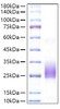 Recombinant Mouse BY55/CD160 Protein (RPCB1460)