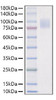 Recombinant Mouse IL-17RA/CD217 Protein (RPCB1467)