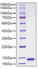 Recombinant Human CCL13/MCP-4 Protein (RPCB1469)