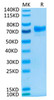 Recombinant Cynomolgus Mesothelin/MSLN Protein (RPCB1477)