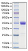 Recombinant Human CCL2/MCP-1 Protein (RPCB1500)