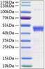 Recombinant Human TSG-14/PTX3 Protein (RPCB1507)