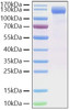 Recombinant SARS-CoV-2 Spike S1(D614G) Protein (RPCB1516)