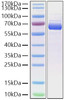 Recombinant Cynomolgus Siglec-15/CD33L3 Protein (RPCB1519)