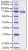 Recombinant human Olfactomedin-4/OLFM4 Protein (RPCB1525)