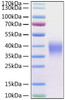 Recombinant Human CD47 Protein (RPCB1526)