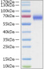 Recombinant Human LILRA3/ILT-6/CD85e Protein (RPCB1528)