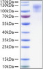Recombinant Human CD34 Protein (RPCB1537)