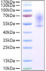 Recombinant Mouse CX3CL1/Fractalkine Protein (RPCB1546)
