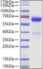 Recombinant Human VSIG3/IgSF11 Protein (RPCB1551)