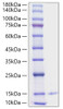 Recombinant Human CXCL4/PF-4 Protein (RPCB1560)