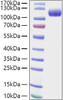 Recombinant Human CDCP1/gp140/CD318 Protein (RPCB1563)