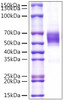 Recombinant Human NKG2-D/KLRK1/CD314 Protein (RPCB1569)
