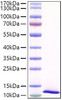 Recombinant Mouse SPINK4 Protein (RPCB1571)