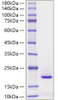 Recombinant Human MYDGF Protein (RPCB1573)