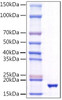 Recombinant Human TNFSF10/TRAIL/CD253 Protein (RPCB1575)