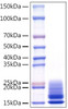 Recombinant Monkeypox virus A29 Protein (RPCB1576)