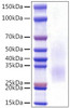Recombinant Rat PD-1/PDCD1/CD279 Protein (RPCB1578)