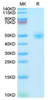 Recombinant Rhesus macaque LEU3/CD4 Protein (RPCB1579)