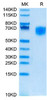 Recombinant Cynomolgus SIRP-alpha/CD172a Protein (RPCB1587)
