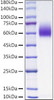 Recombinant Mouse PVR/CD155 Protein (RPCB1601)